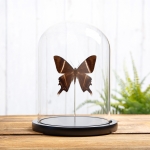 Minibeast Swallowtail Moth in Glass Dome with Wooden Base (Lyssa patroclus)