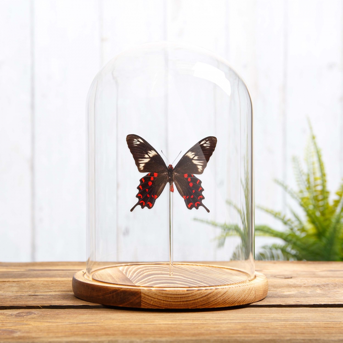 The Crimson Rose Butterfly in Glass Dome with Wooden Base (Pachliopta hector)