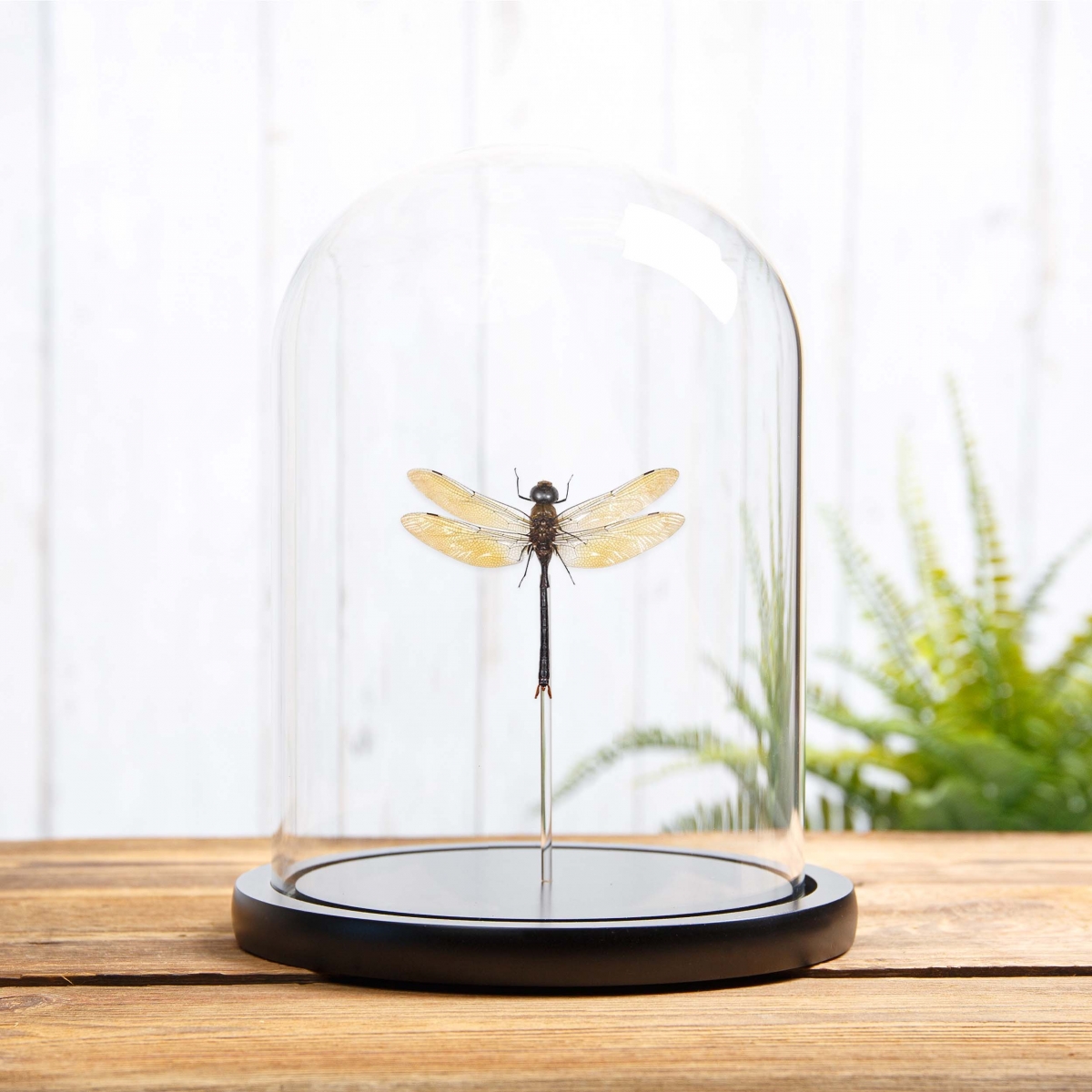 Minibeast Dragonfly in Glass Dome with Wooden Base (Anax sp)