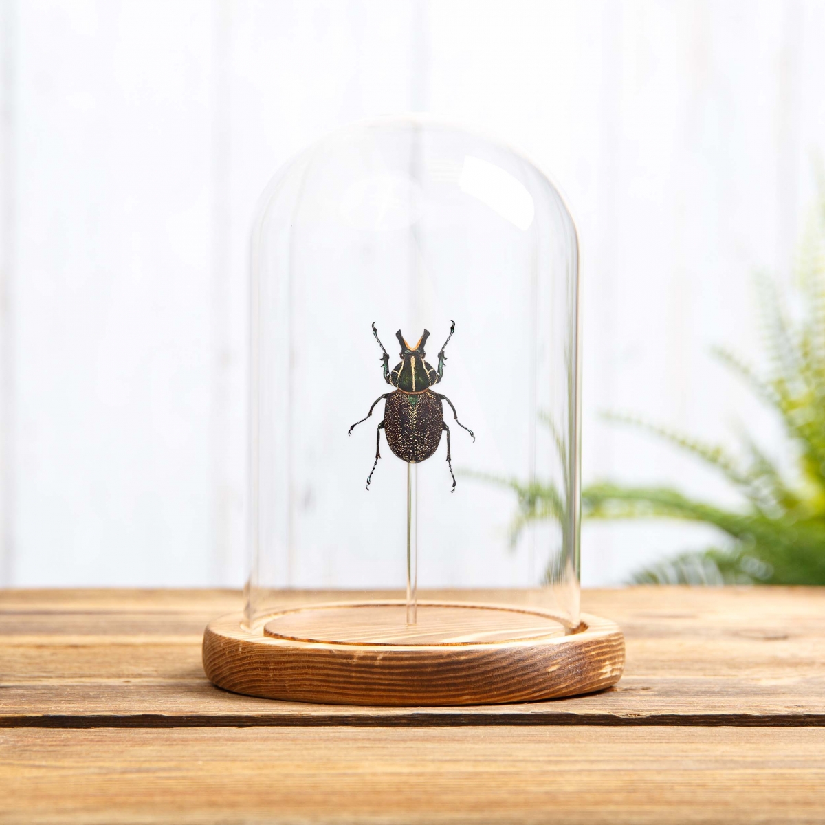 Flower Chafer in Glass Dome with Wooden Base (Inca clathratus)