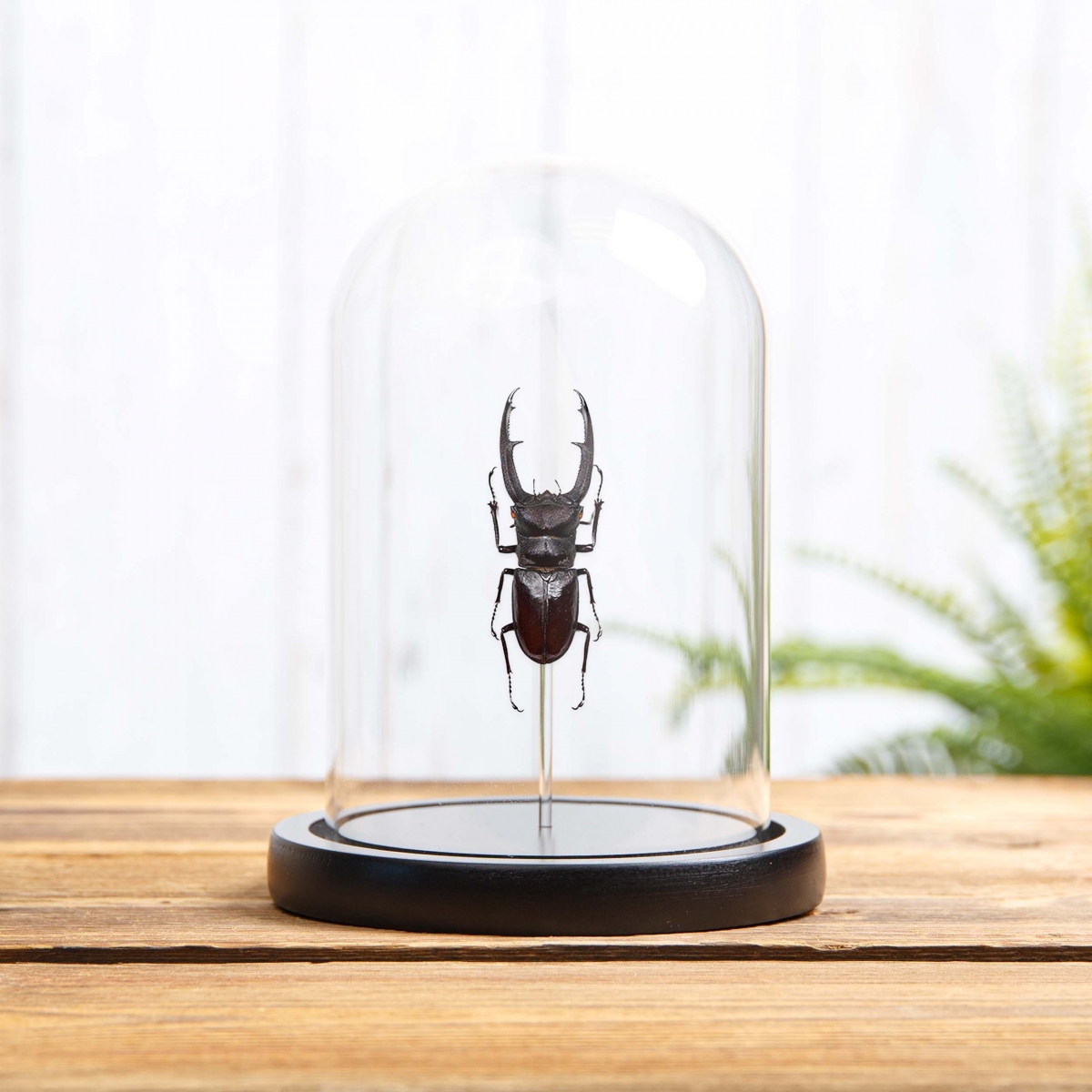 Minibeast Fork-horned Stag Beetle in Glass Dome with Wooden Base (Hexarthrius mandibularis)