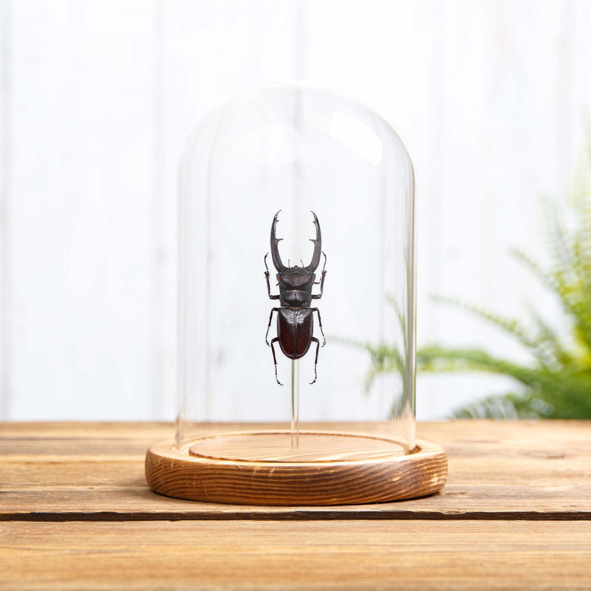 Fork-horned Stag Beetle in Glass Dome with Wooden Base (Hexarthrius mandibularis)