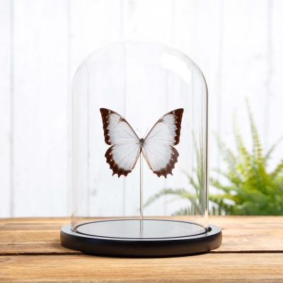 Theseus Morpho Butterfly in Glass Dome with Wooden Base (Morpho theseus juturna)