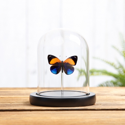 Dotted Glory Butterfly in Glass Dome with Wooden Base (Asterope markii davisi)