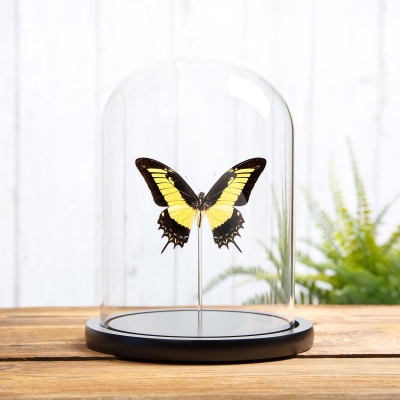 Androgeus Swallowtail Butterfly in Glass Dome with Wooden Base (Papilio androgeus epidauras)