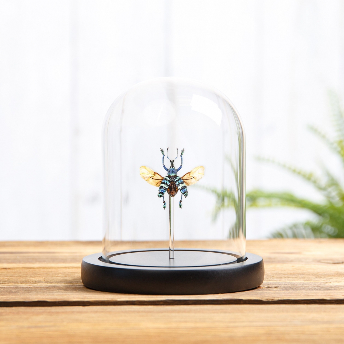 Minibeast Blue Weevil with Wings Spread in Glass Dome with Wooden Base (Eupholus magnificus)