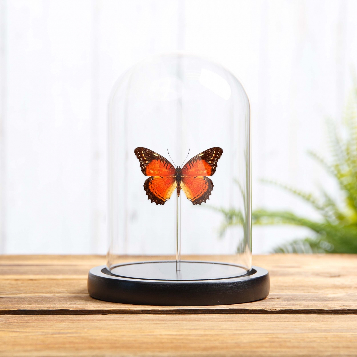 Minibeast Red Lacewing in Glass Dome with Wooden Base (Cethosia biblis)