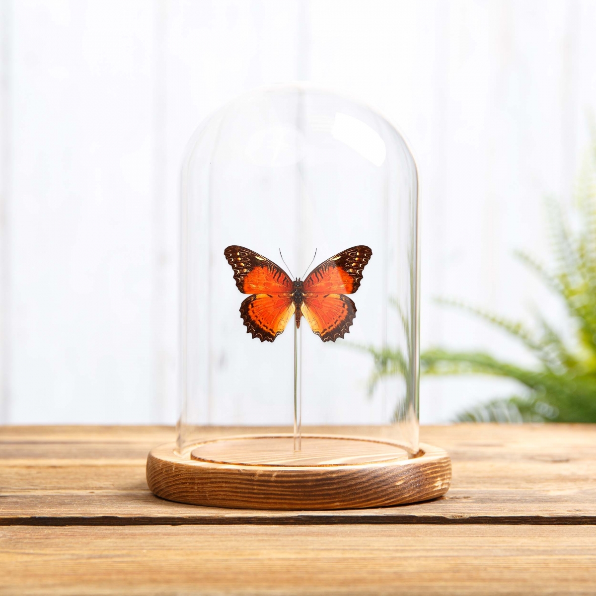 Red Lacewing in Glass Dome with Wooden Base (Cethosia biblis)