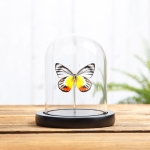 Minibeast Delias Butterfly in Glass Dome with Wooden Base (Delias periboea)