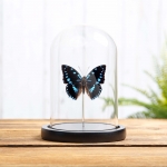 Minibeast Blue-Spotted Charaxes in Glass Dome with Wooden Base (Charaxes ameliae)