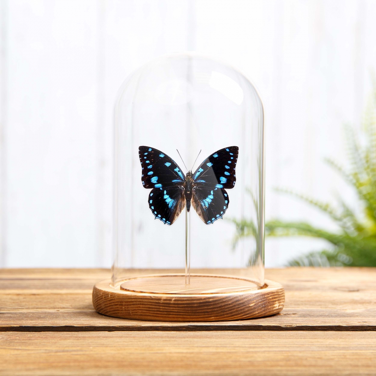 Blue-Spotted Charaxes in Glass Dome with Wooden Base (Charaxes ameliae)