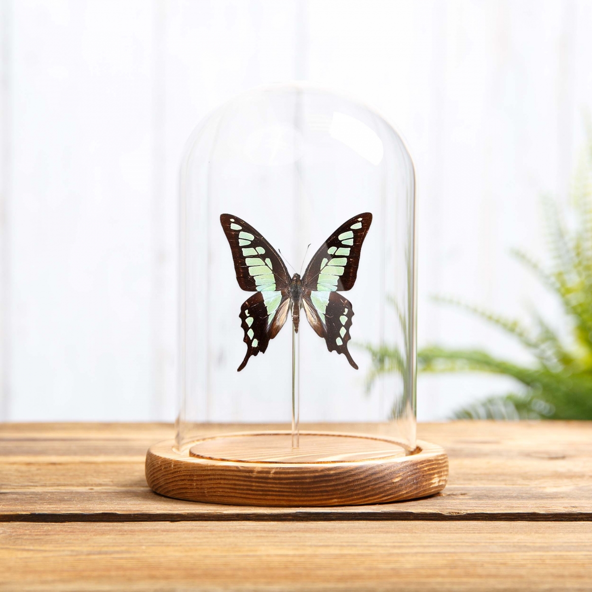 Glassy Bluebottle Butterfly in Glass Dome with Wooden Base (Graphium cloanthus)
