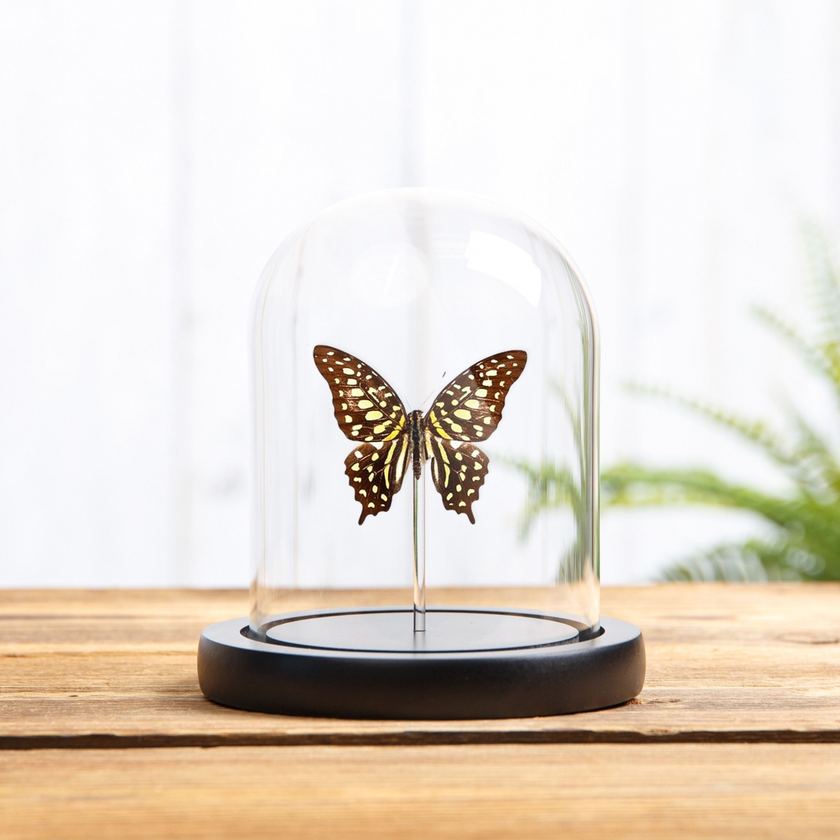 Minibeast Tailed Jay Swallowtail in Glass Dome with Wooden Base (Graphium agamemnon)