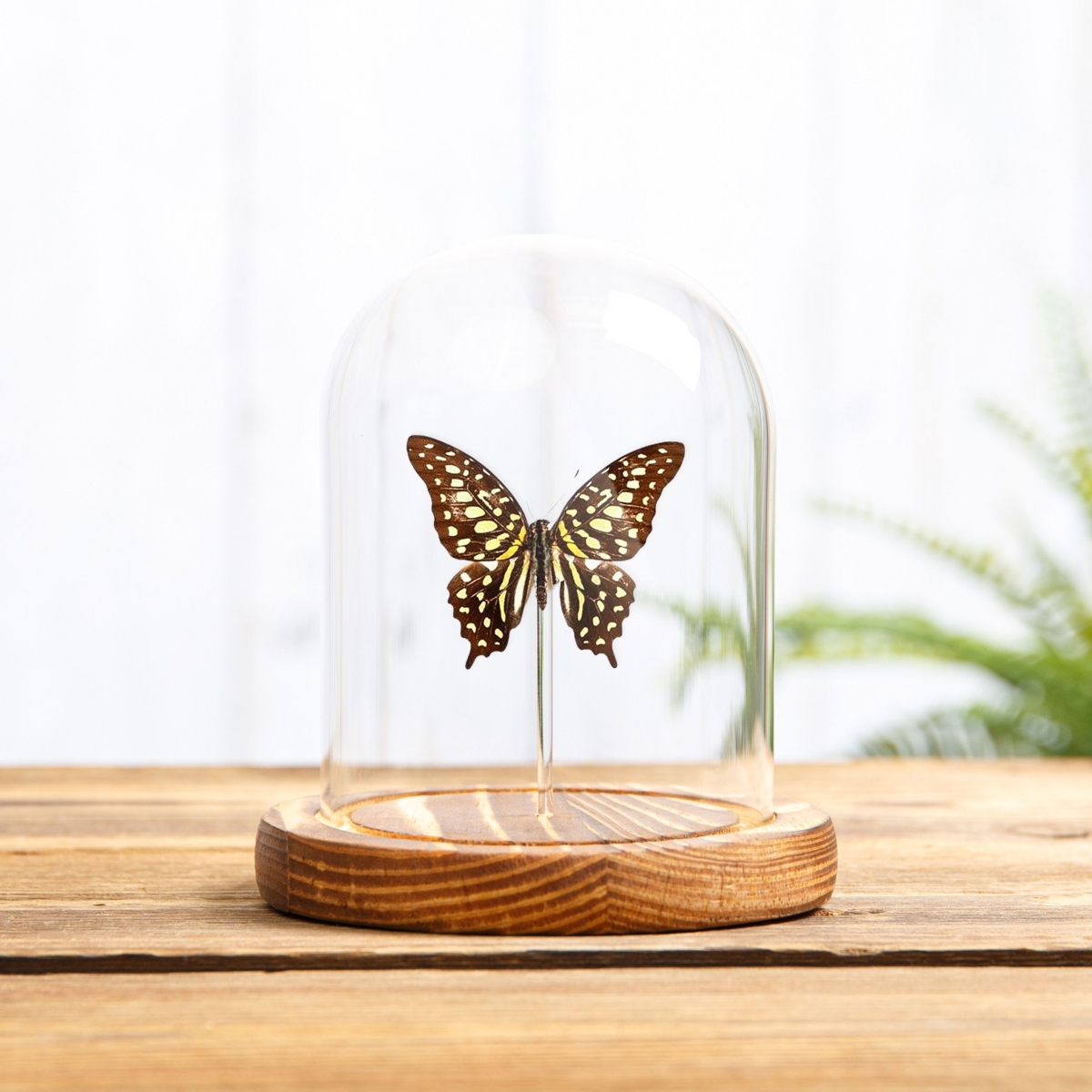 Tailed Jay Swallowtail in Glass Dome with Wooden Base (Graphium agamemnon)