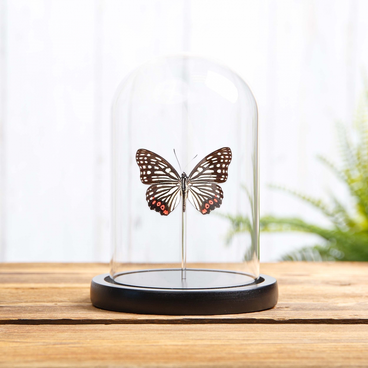 Minibeast Red Ring Skirt in Glass Dome with Wooden Base (Hestina assimilis)