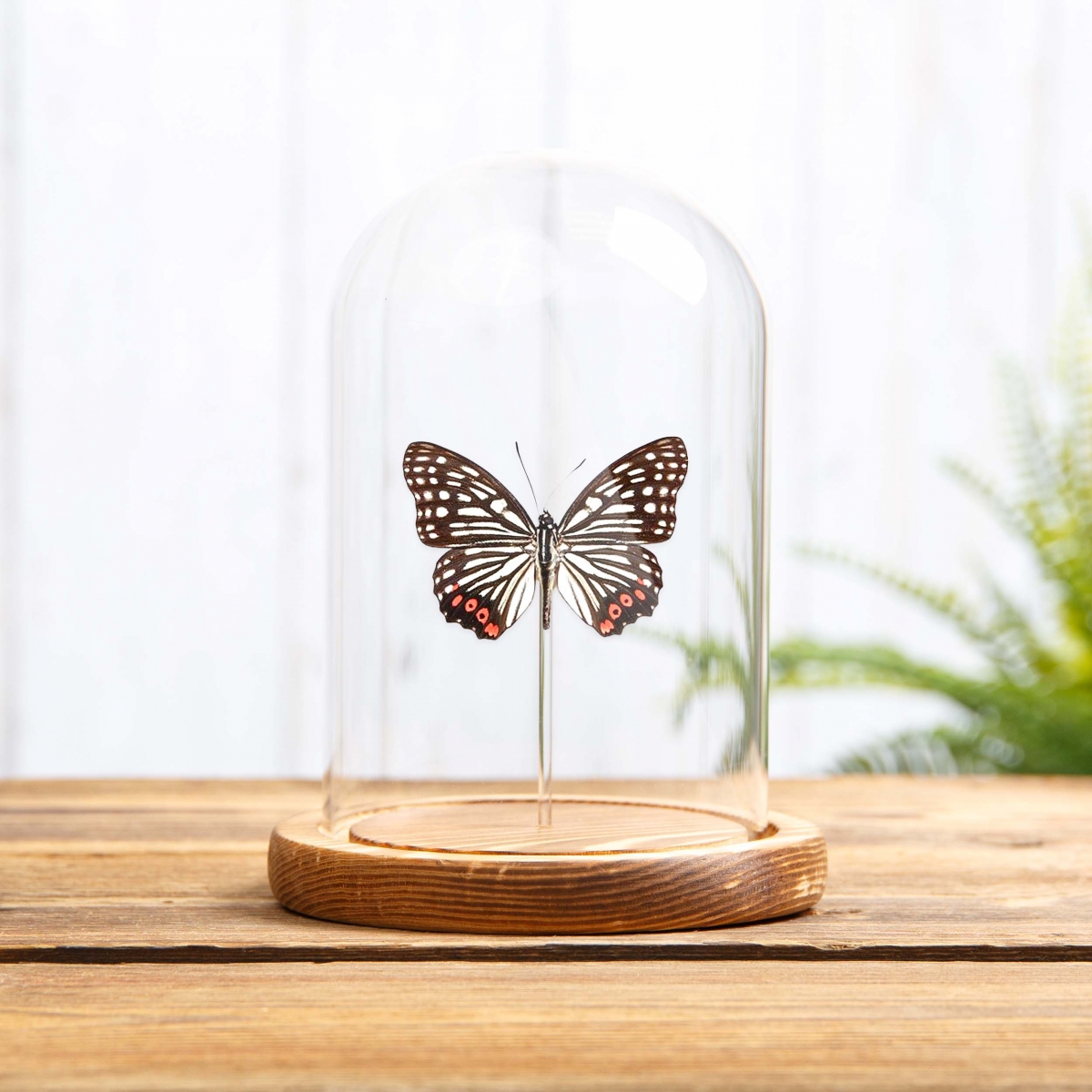 Red Ring Skirt in Glass Dome with Wooden Base (Hestina assimilis)