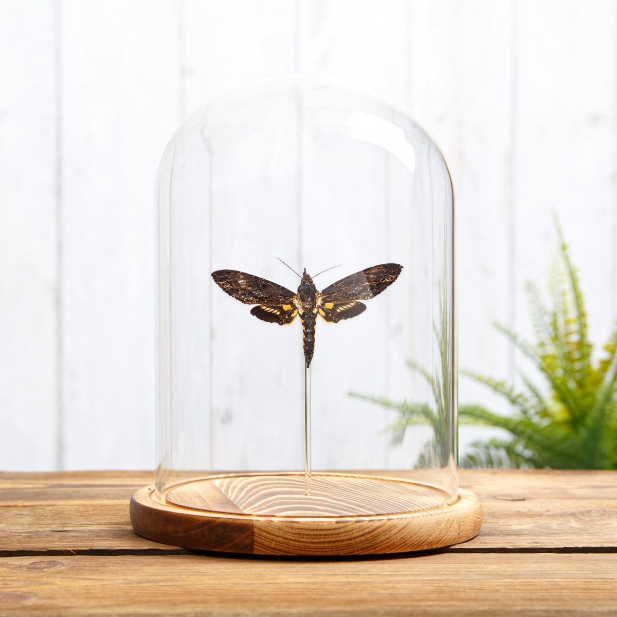 Sphinx Moth in Glass Dome with Wooden Base (Neococytius cluentius)