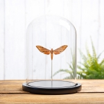 Minibeast Streaked Sphinx in Glass Dome with Wooden Base (Protambulyx strigilis)