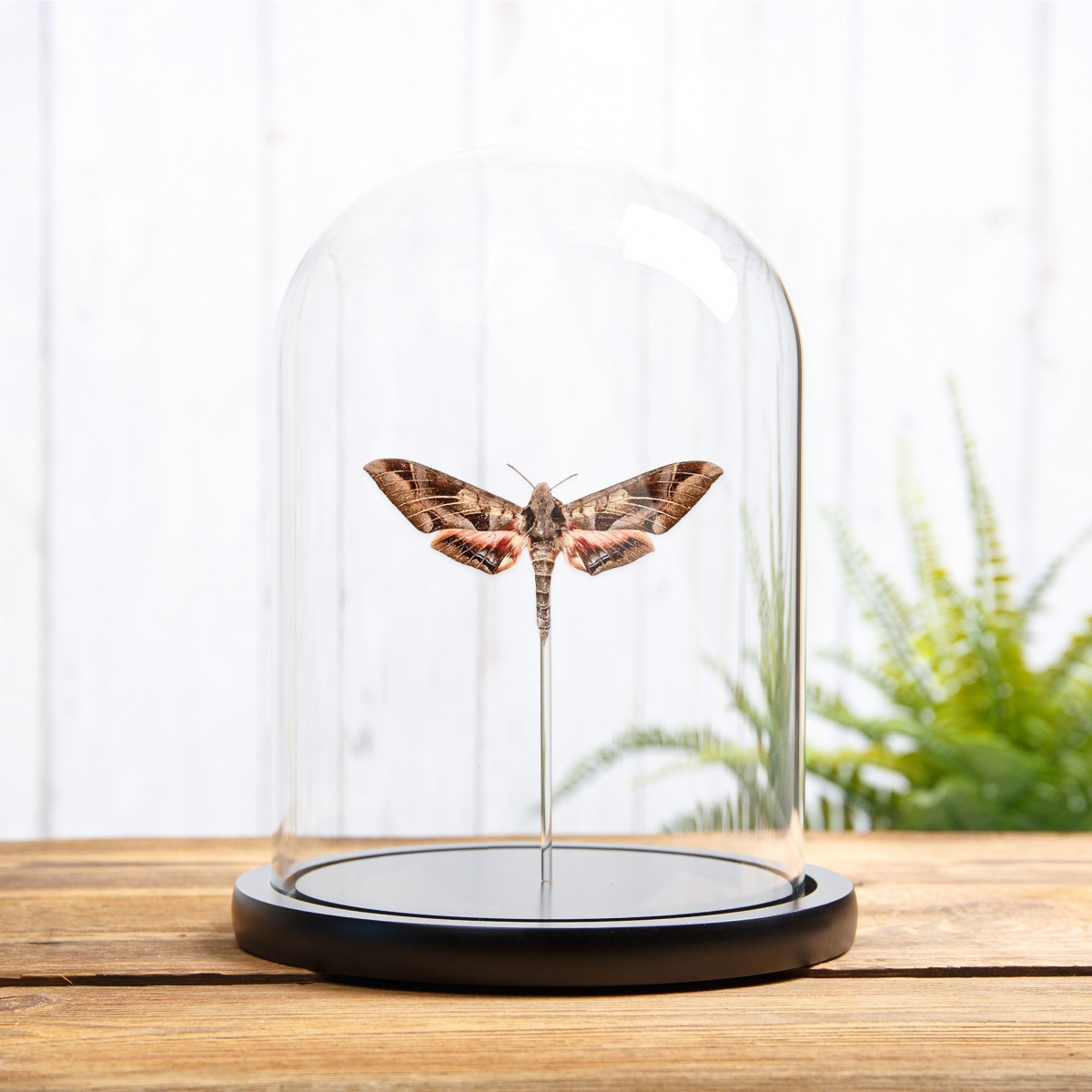 Minibeast Typhon sphinx in Glass Dome with Wooden Base (Eumorpha typhon)