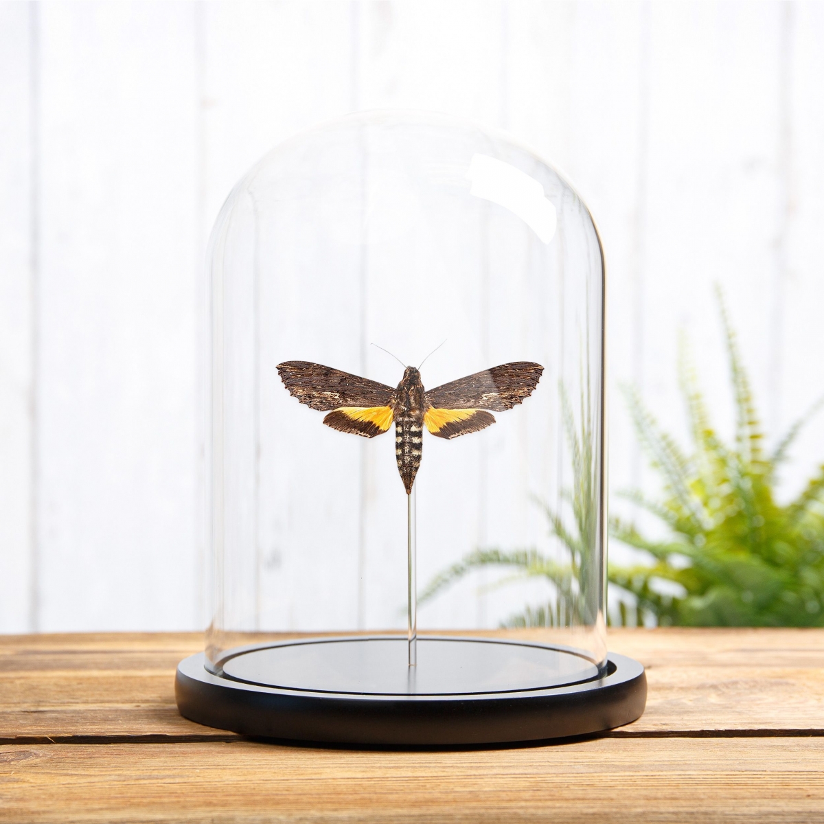 Minibeast Rimosus Sphinx in Glass Dome with Wooden Base (Isognathus rimosa)