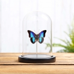 Minibeast Shaded-blue Leafwing in Glass Dome with Wooden Base (Prepona Laertes octavia)