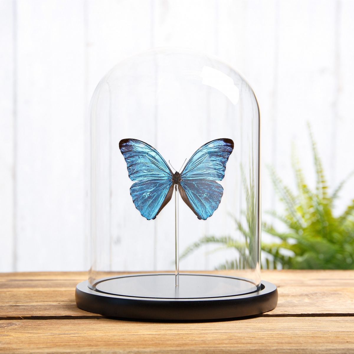 Minibeast Morpho uraneis in Glass Dome with Wooden Base From Brazil