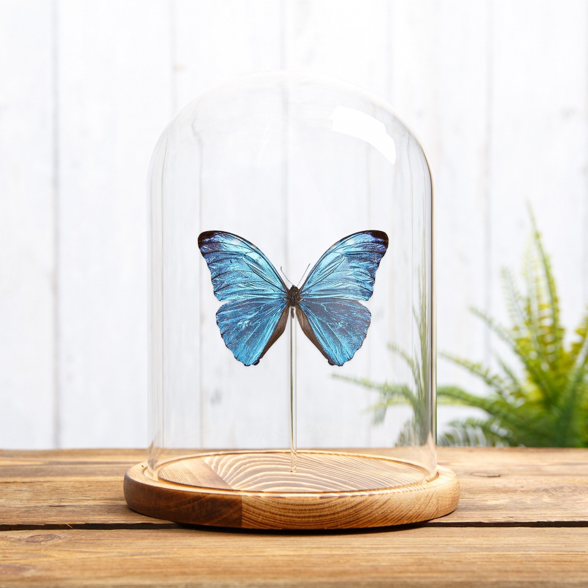 Morpho uraneis in Glass Dome with Wooden Base From Brazil