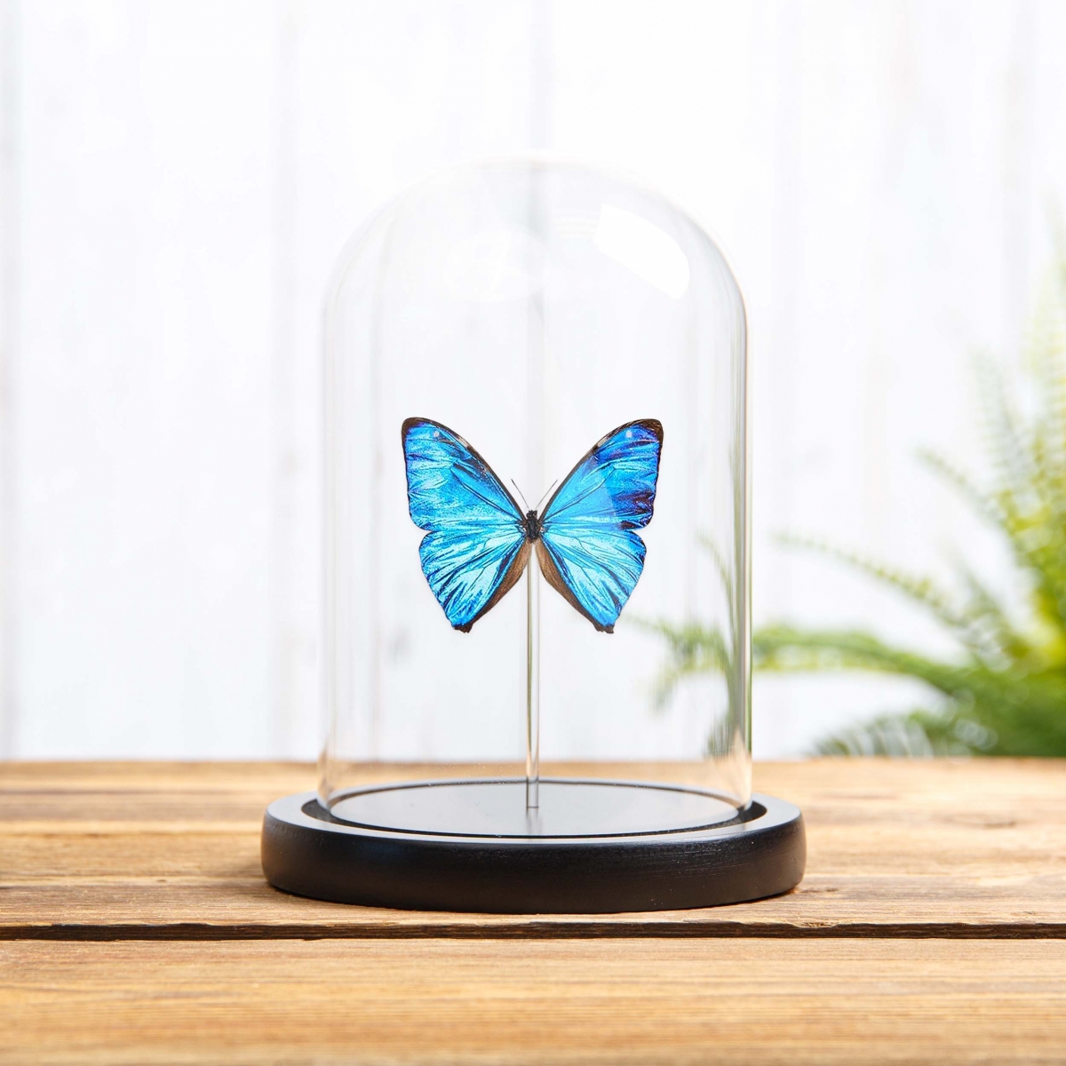 Minibeast Aega Morpho Butterfly in Glass Dome with Wooden Base (Morpho aega)