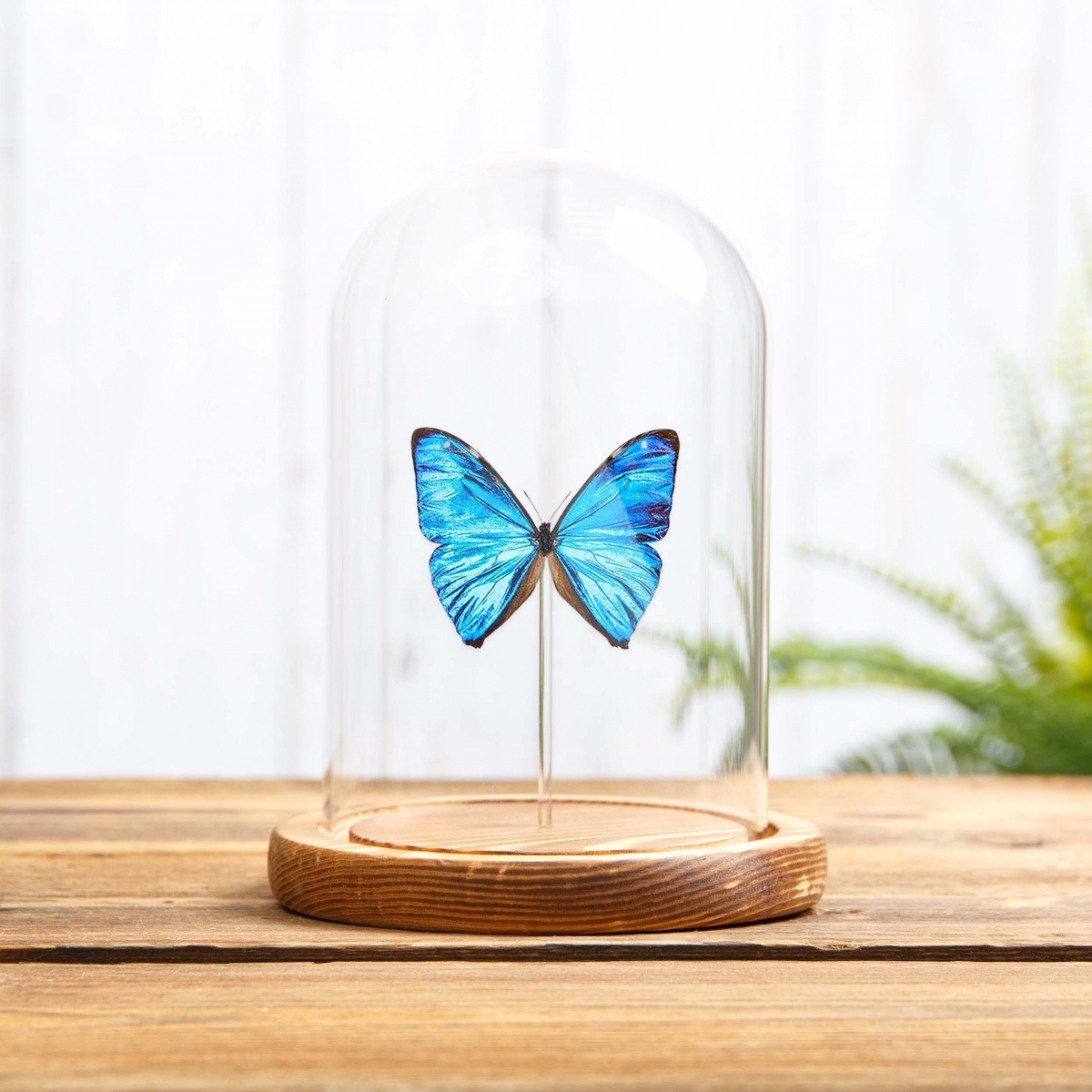 Aega Morpho Butterfly in Glass Dome with Wooden Base (Morpho aega)