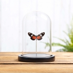 Minibeast Doris Longwing in Glass Dome with Wooden Base (Heliconius doris)