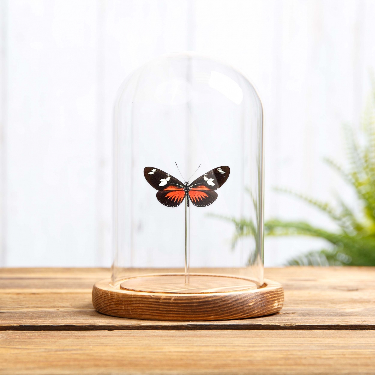 Doris Longwing in Glass Dome with Wooden Base (Heliconius doris)