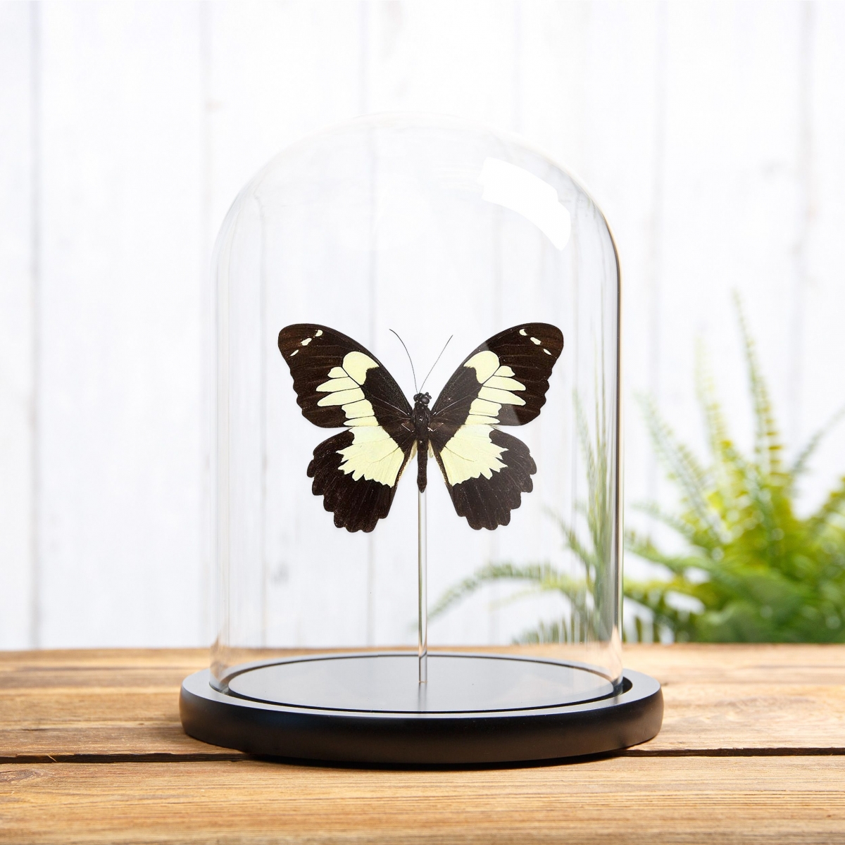 Minibeast Papilio euchenor in Glass Dome with Wooden Base From Papua New Guinea
