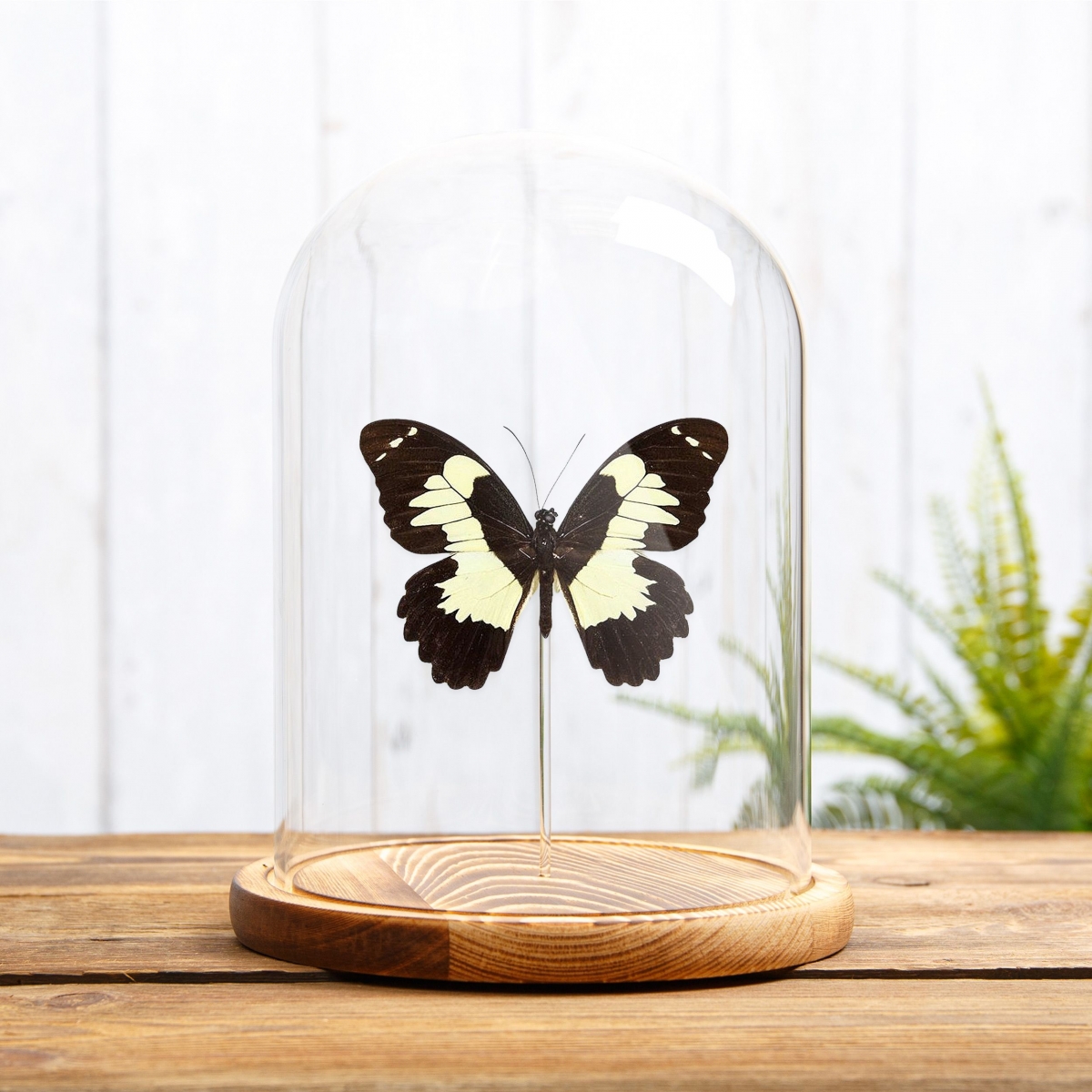 Papilio euchenor in Glass Dome with Wooden Base From Papua New Guinea