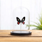Minibeast Transandean Cattleheart in Glass Dome with Wooden Base (Parides iphidamas)