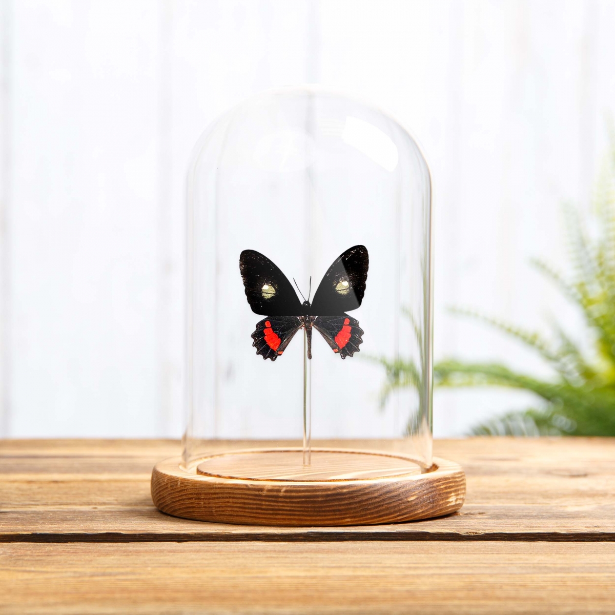 Transandean Cattleheart in Glass Dome with Wooden Base (Parides iphidamas)