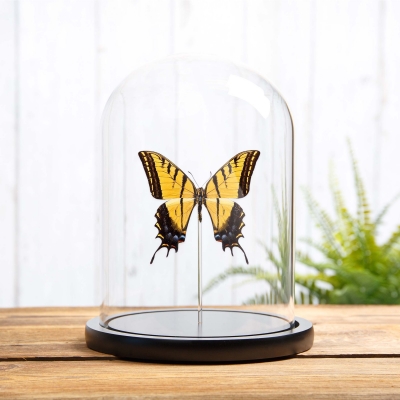 Two-tailed Swallowtail in Glass Dome with Wooden Base (Papilio multicaudata ssp grandiosus)