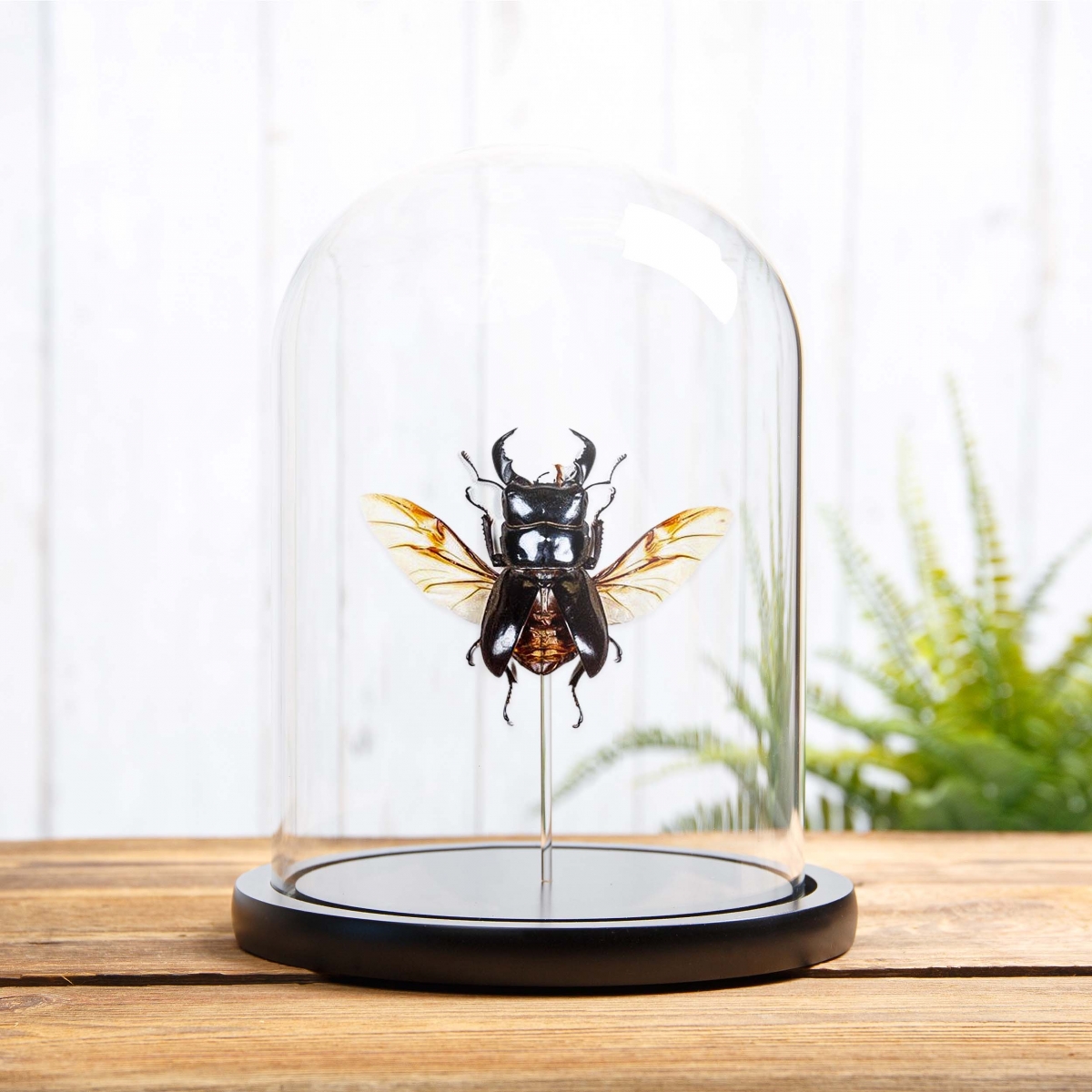 Minibeast Wing-spread Giant Stag Beetle in Glass Dome with Wooden Base (Dorcus titanus)