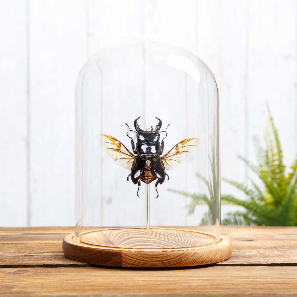 Wing-spread Giant Stag Beetle in Glass Dome with Wooden Base (Dorcus titanus)