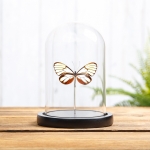 Minibeast Clear Winged Butterfly in Glass Dome with Wooden Base (Godyris duillia)