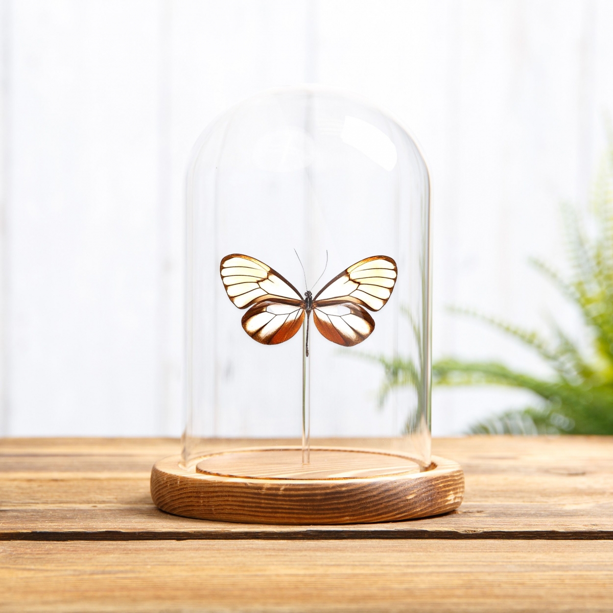 Clear Winged Butterfly in Glass Dome with Wooden Base (Godyris duillia)
