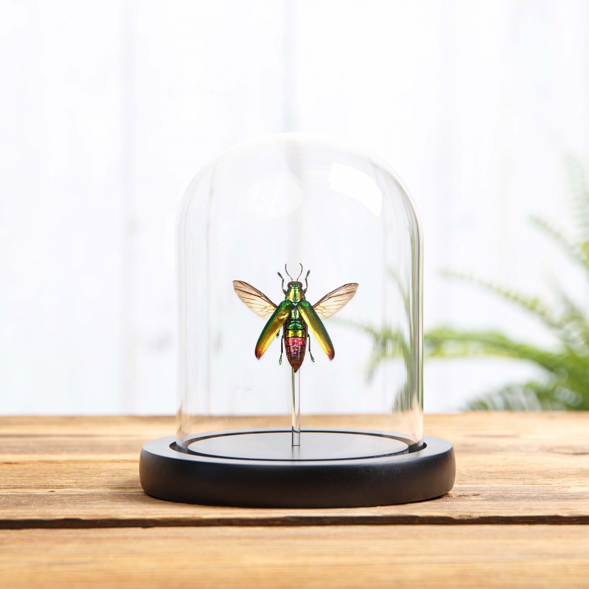 Minibeast Jember Jewel Beetle in Glass Dome with Wooden Base (Chrysochroa fulminans jember)