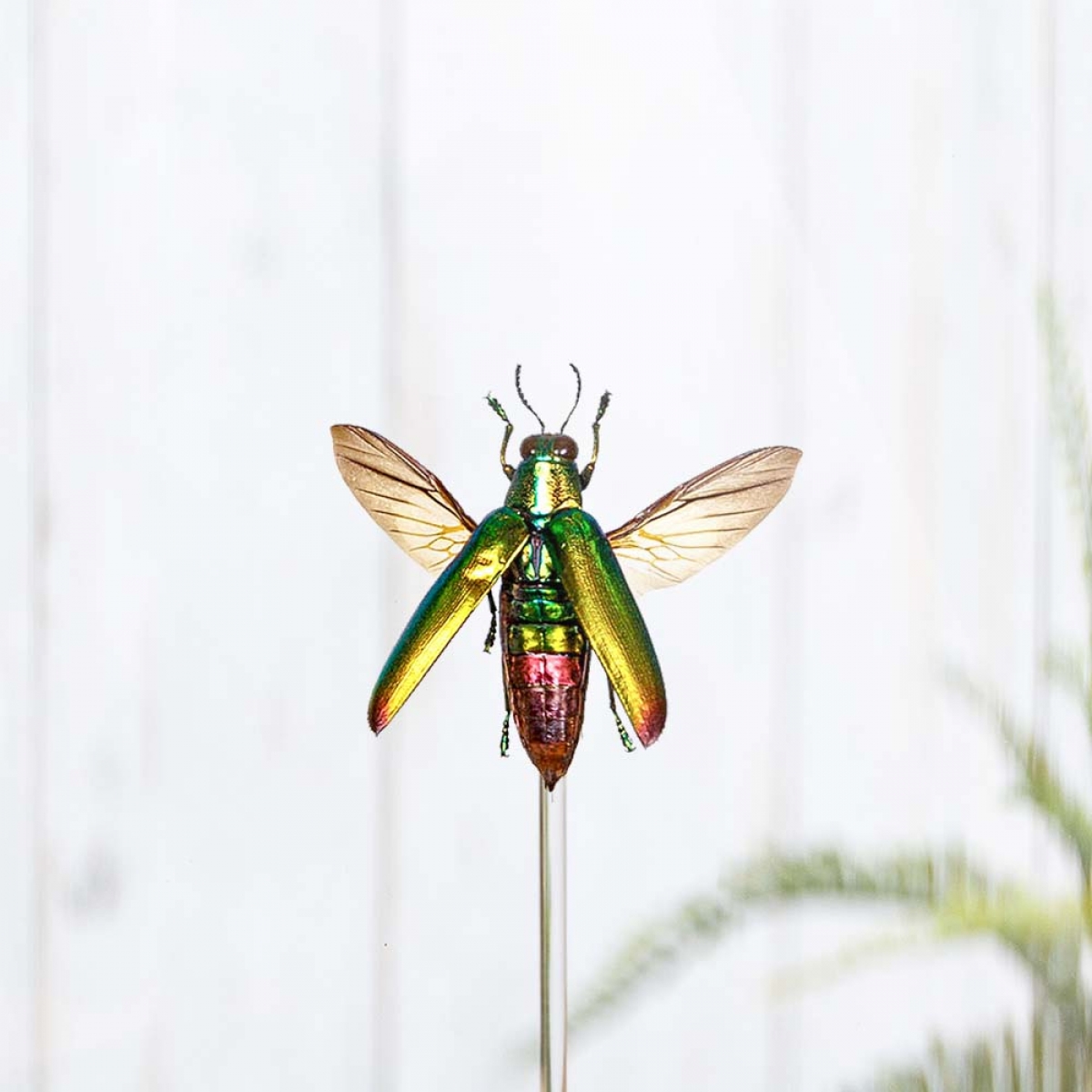 Jember Jewel Beetle in Glass Dome with Wooden Base (Chrysochroa fulminans jember)