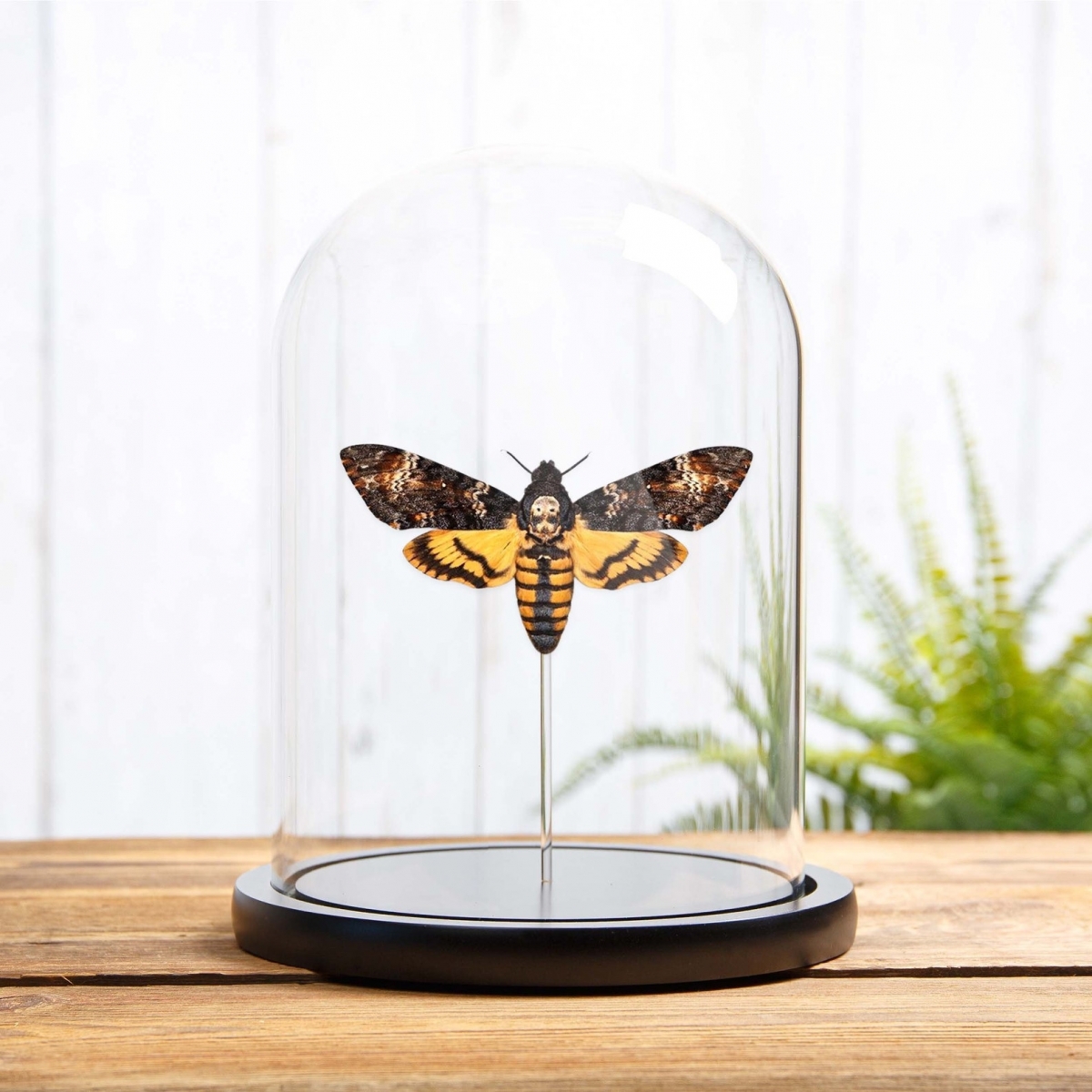 Minibeast Death's Head Hawk Moth in Glass Dome with Wooden Base (Acherontia atropos)