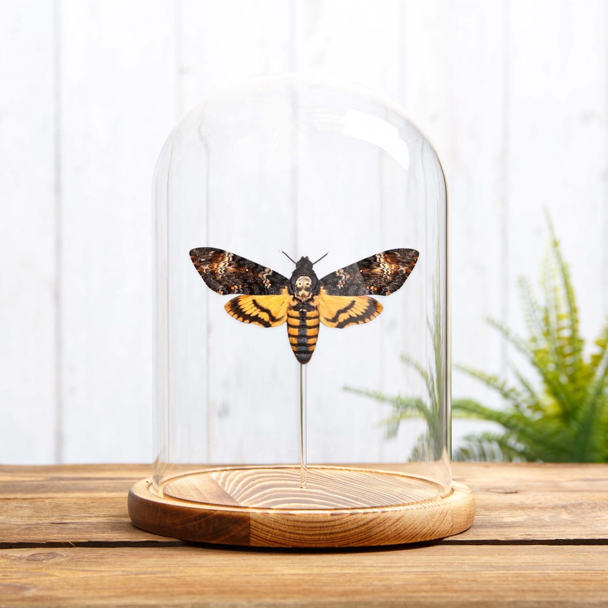 Death's Head Hawk Moth in Glass Dome with Wooden Base (Acherontia atropos)