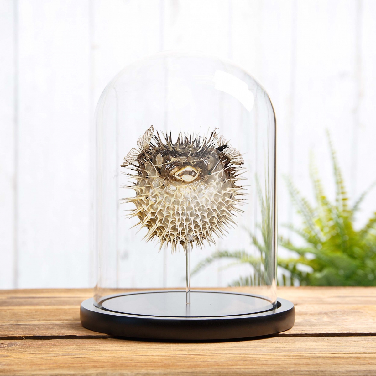 Minibeast Puffer Fish in Glass Dome with Wooden Base (Tetraodontidae)