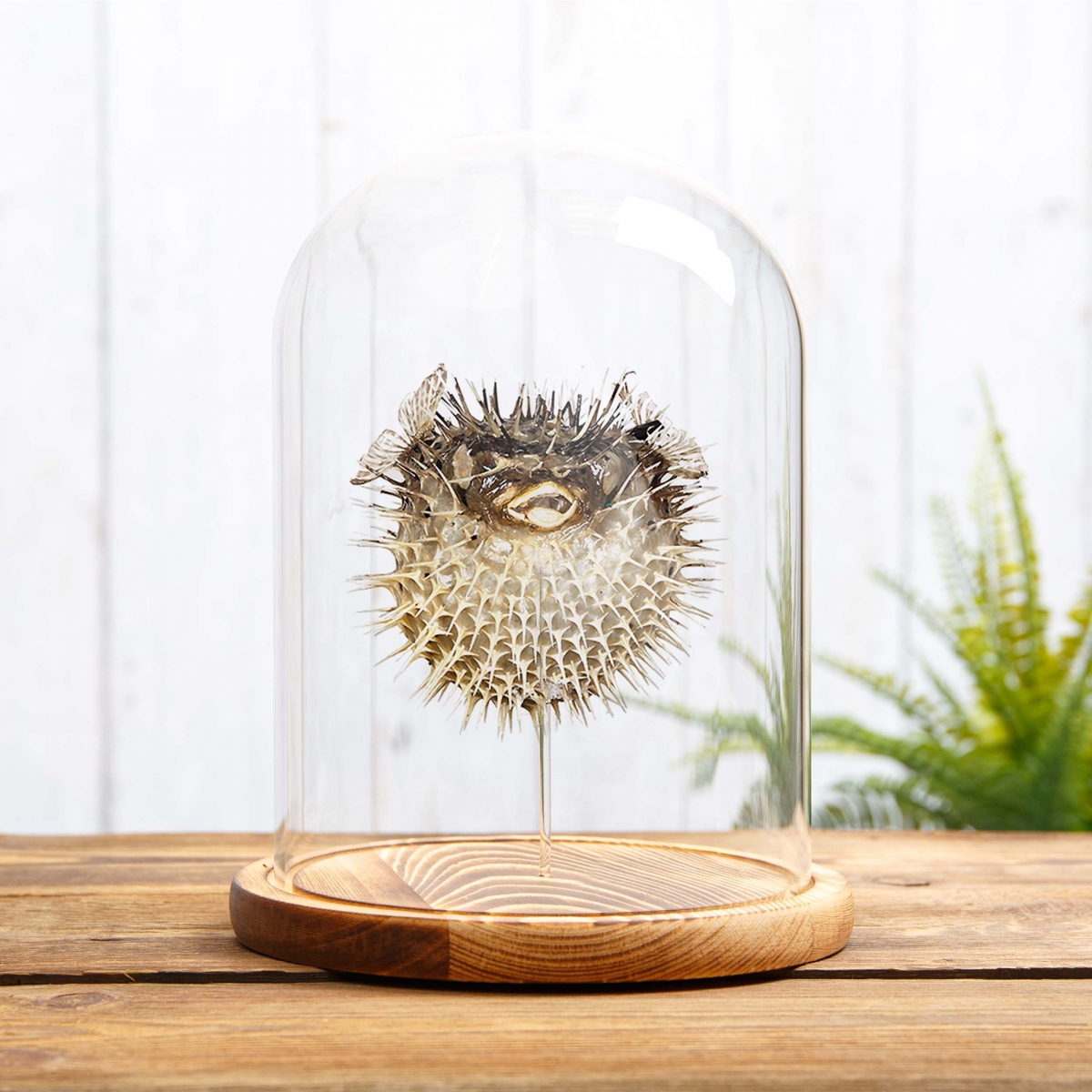 Puffer Fish in Glass Dome with Wooden Base (Tetraodontidae)