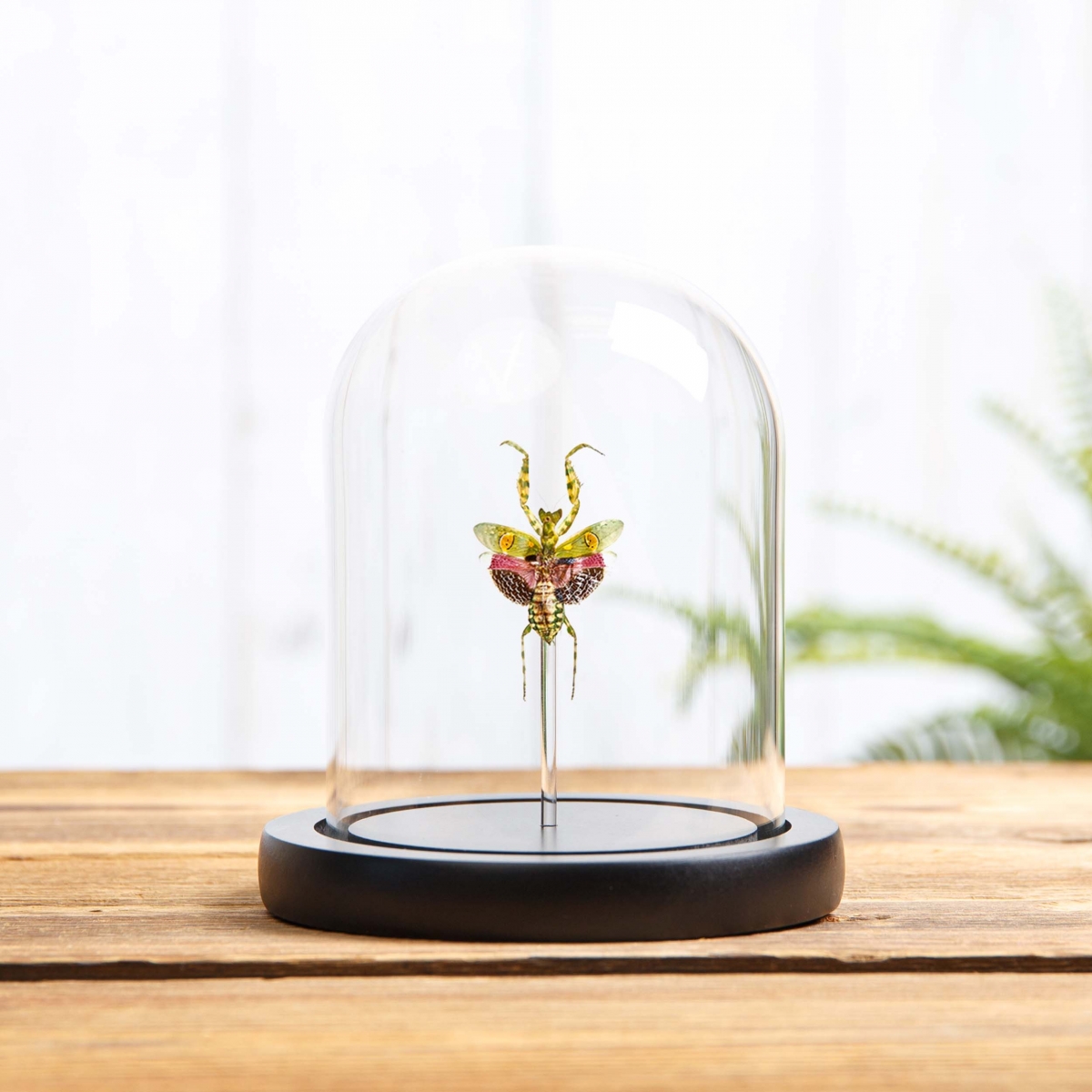 Minibeast Indian Flower Mantis in Glass Dome with Wooden Base (Creobroter gemmatus)