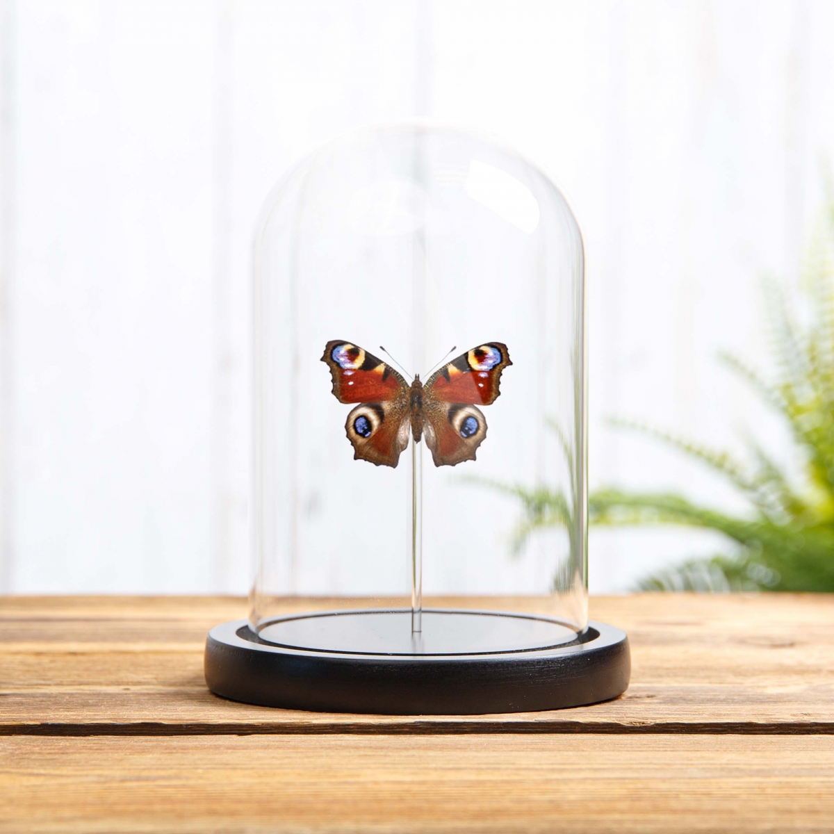 Minibeast The Peacock Butterfly in Glass Dome with Wooden Base (Aglais io)