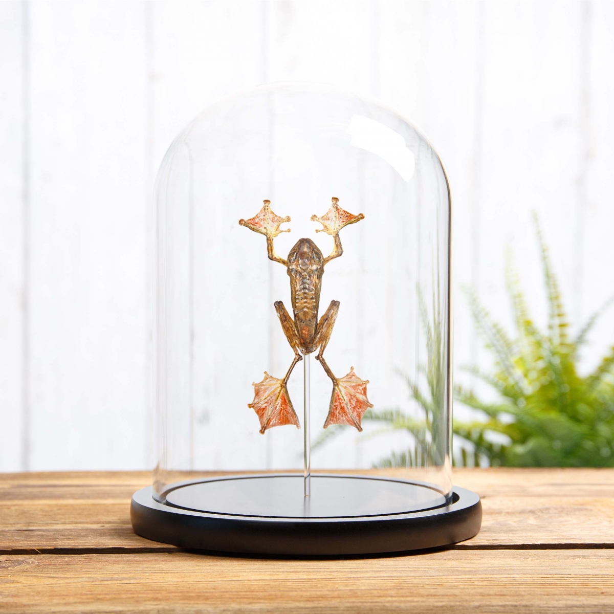 Minibeast Taxidermy Harlequin Tree Frog in Glass Dome with Wooden Base (Rhacophorus pardalis)