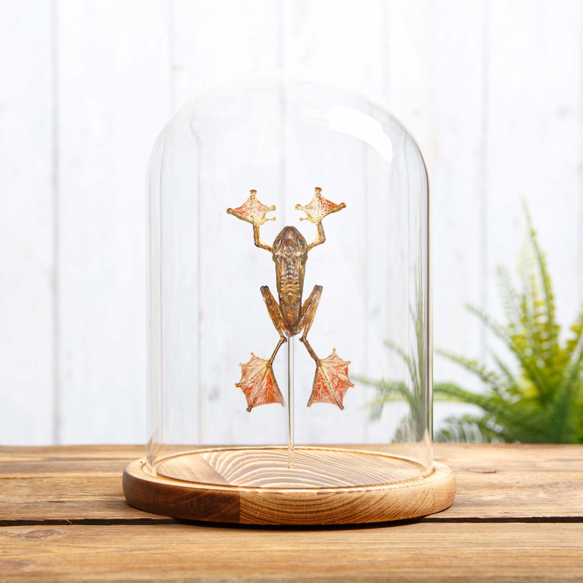 Taxidermy Harlequin Tree Frog in Glass Dome with Wooden Base (Rhacophorus pardalis)